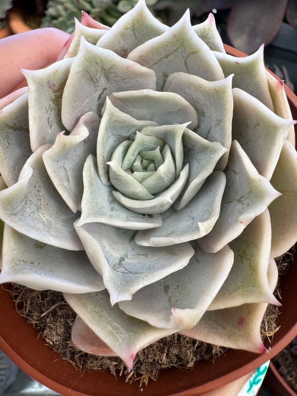 Echeveria Berta