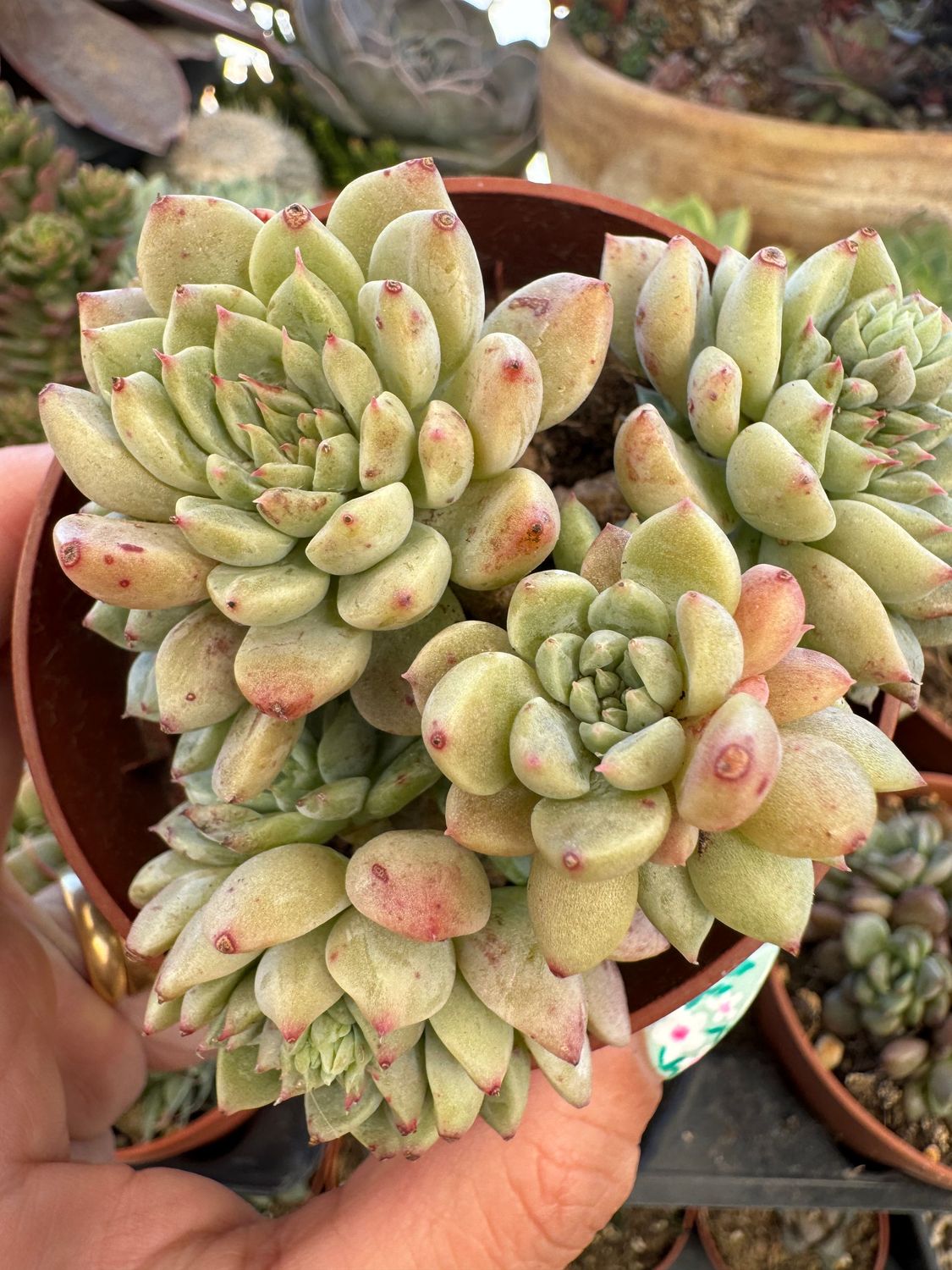 Graptopetalum Alvin