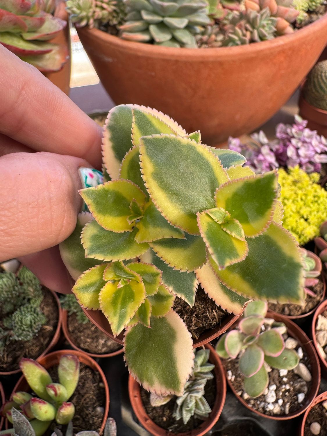 Crassula sarmentosa variegada