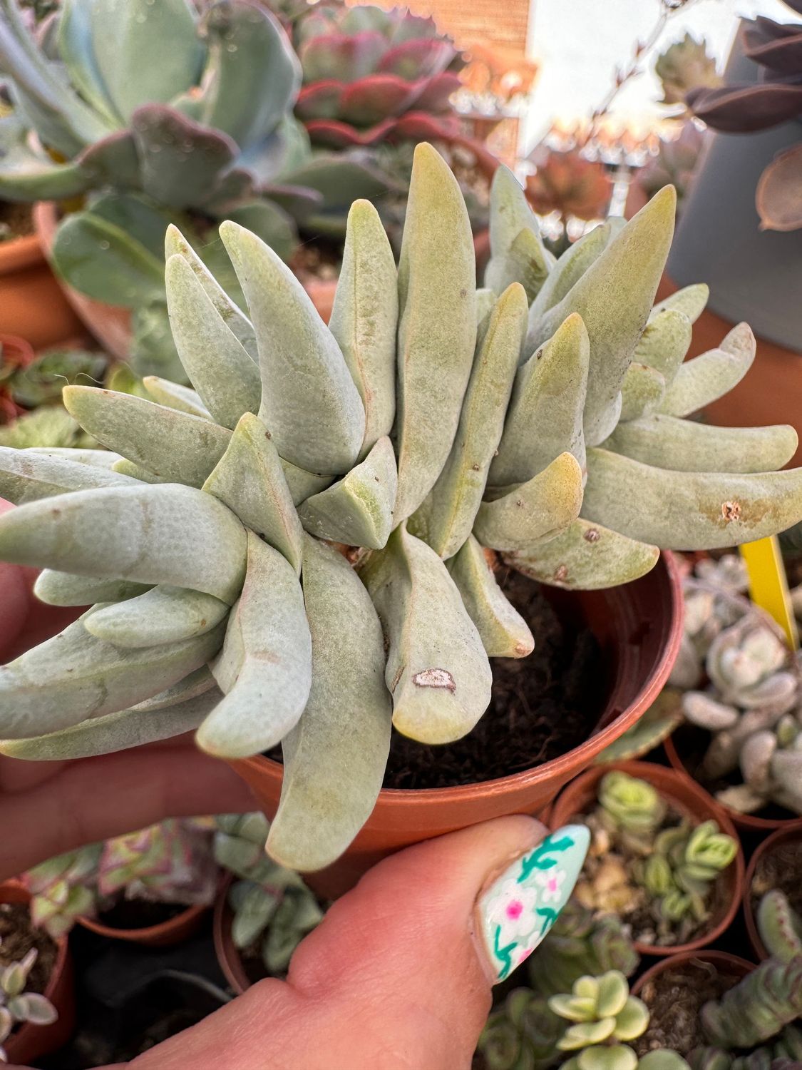 Crassula Cornuta