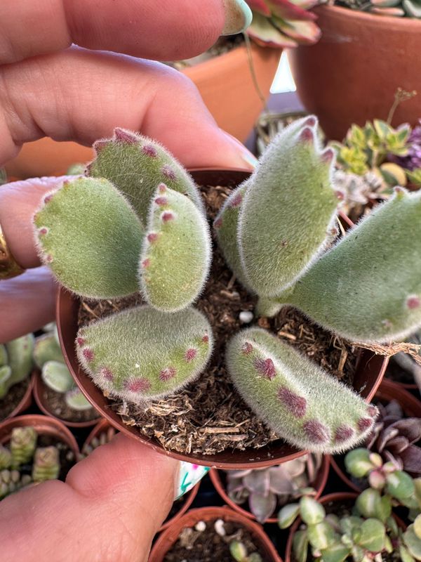 Kalanchoe tomentosa garrita de oso