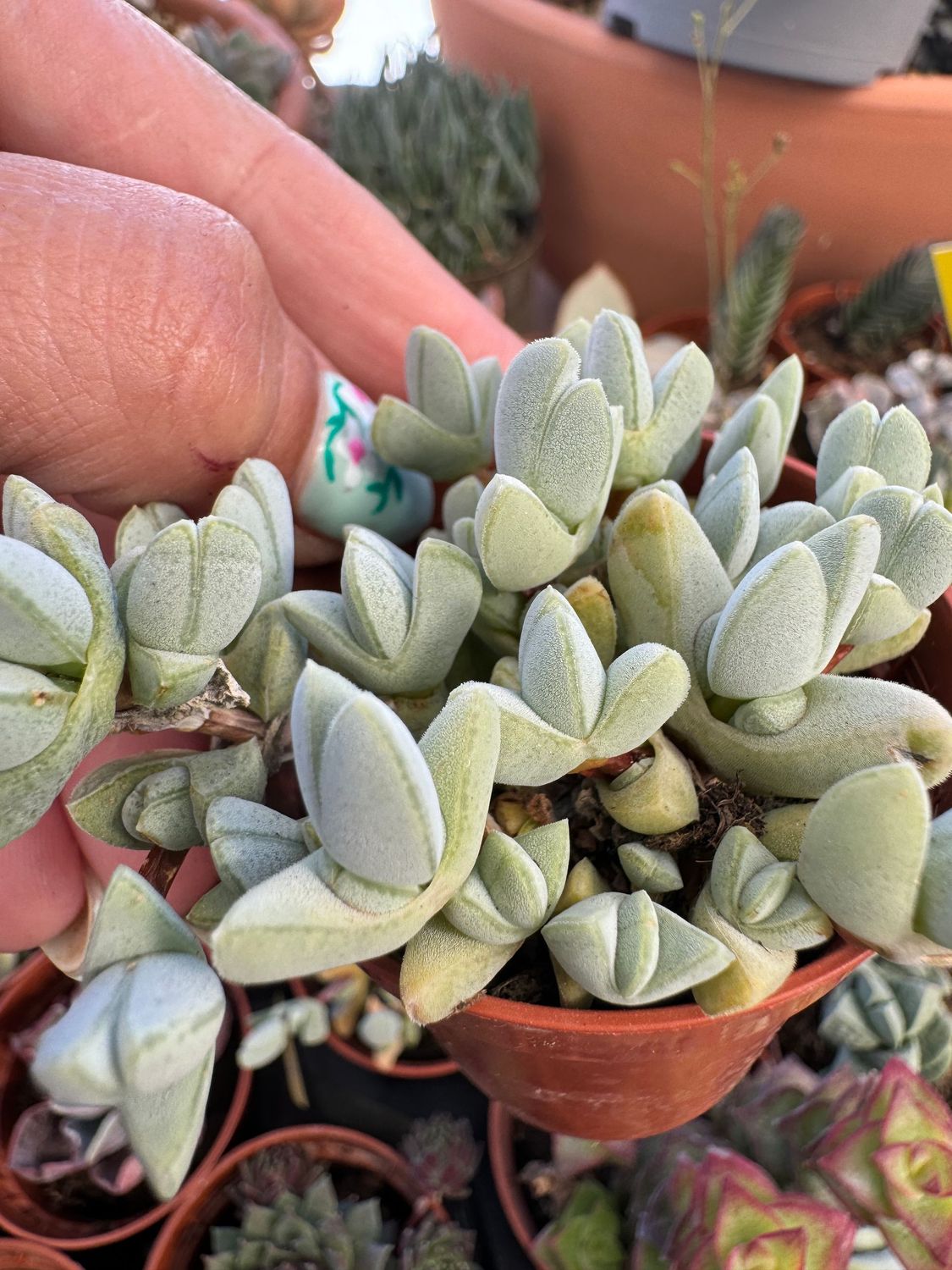 Cheiridopsis borearis
