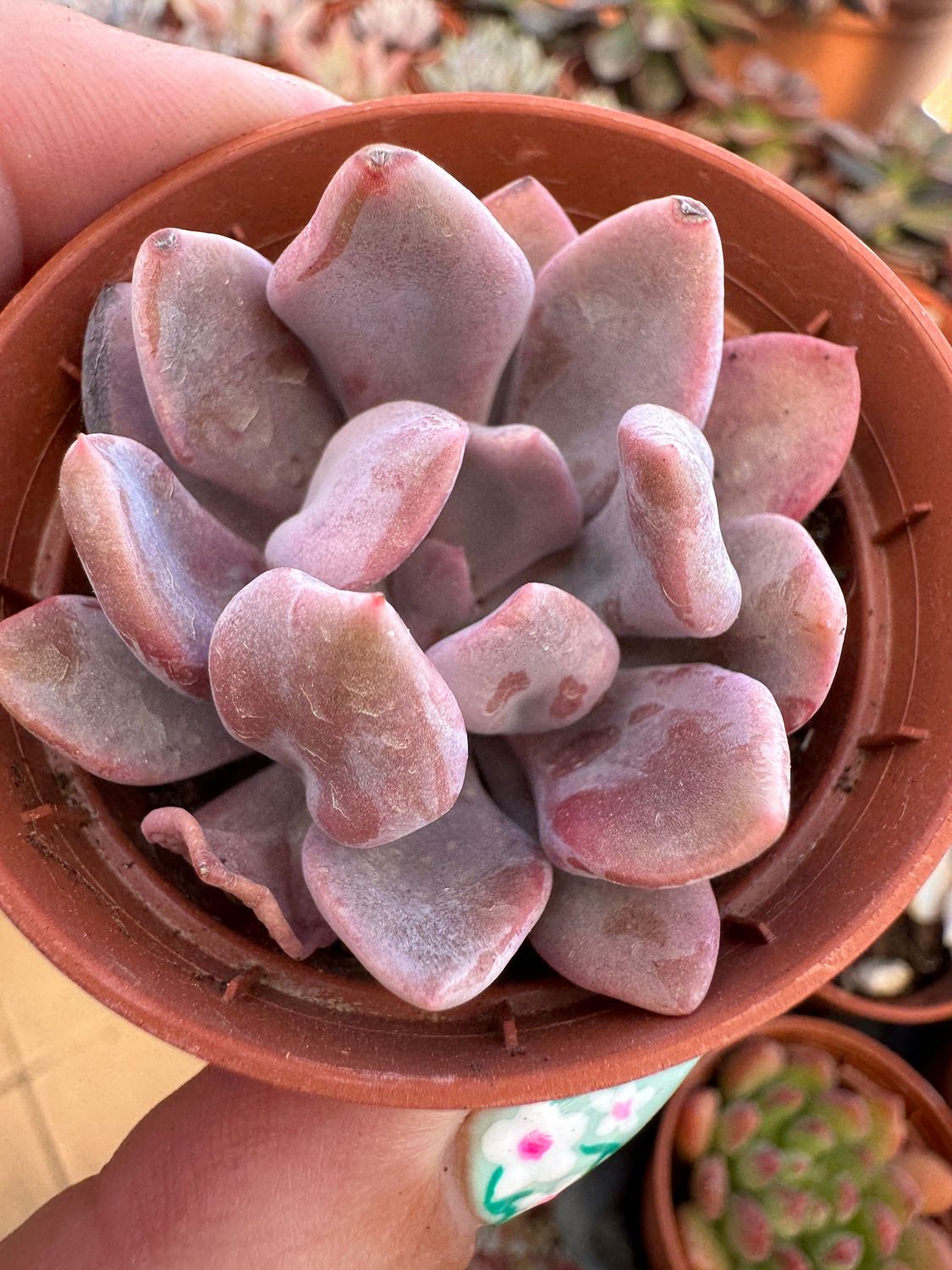 Graptoveria Lilac Spoon