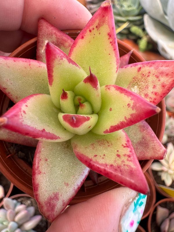 Echeveria lips stick