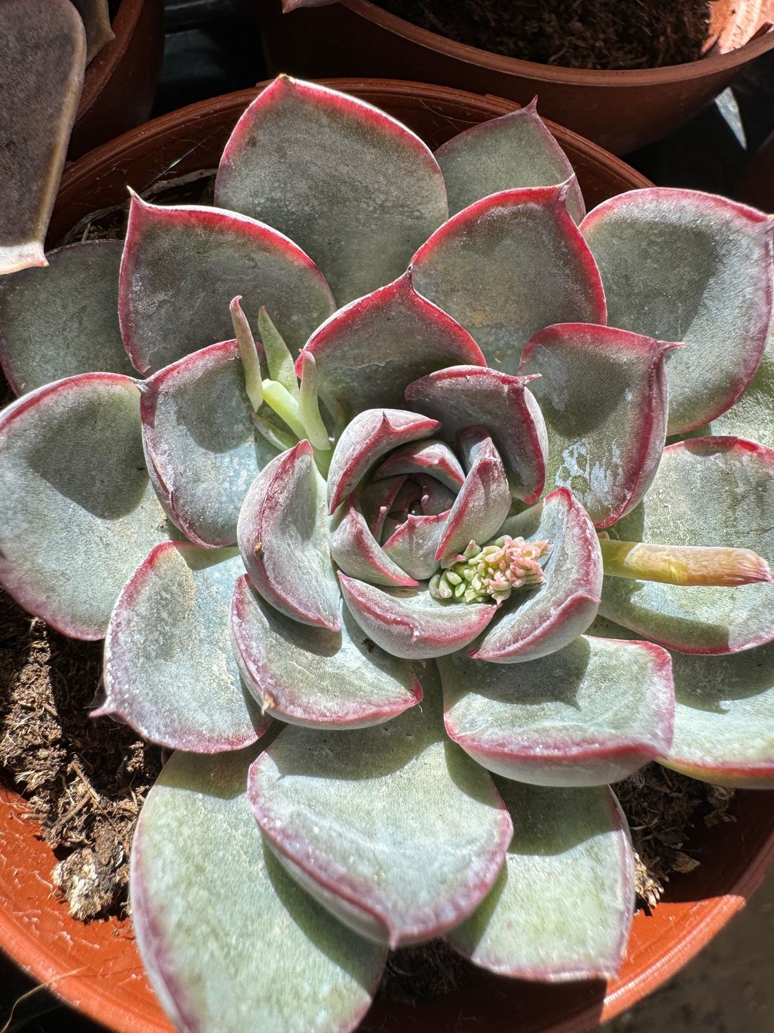 Echeveria Hercules