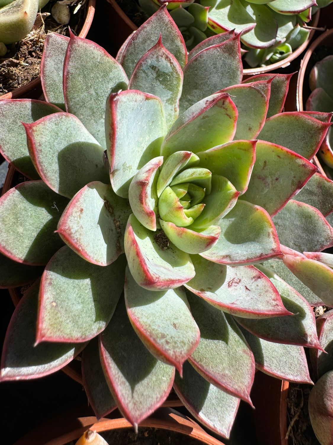 Echeveria Endorphine