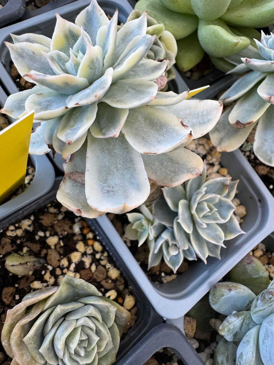 Echeveria Subsesslis Variegada