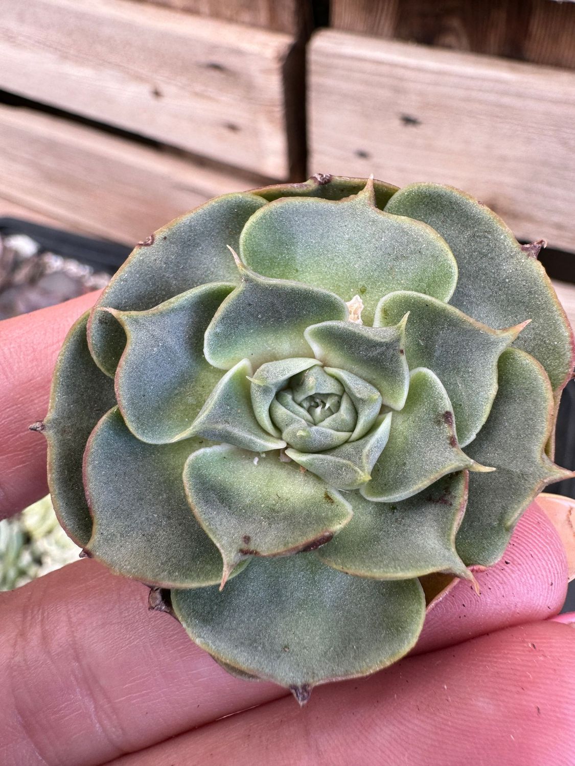 Echeveria Longissima var brachyantha