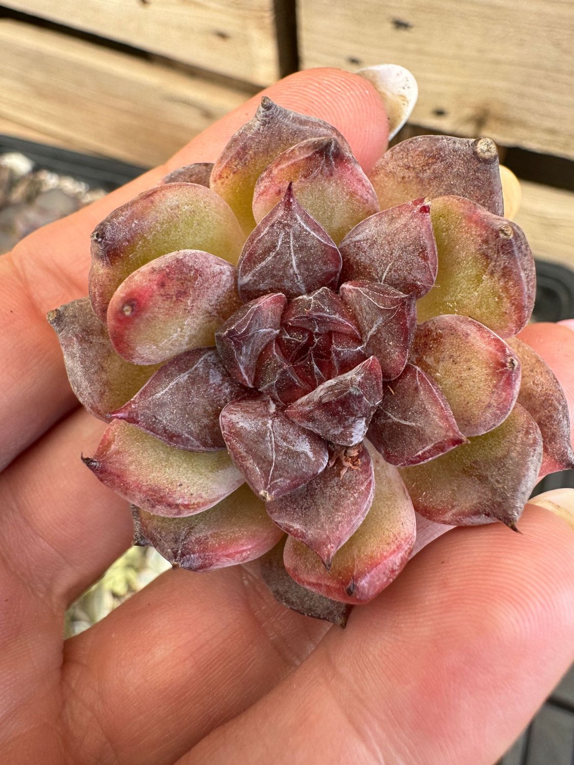 Echeveria Blackberry