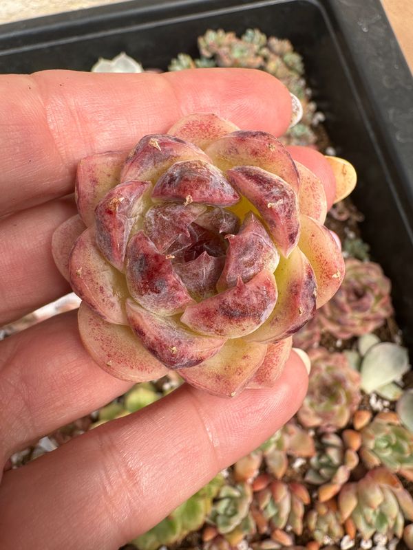 Echeveria Zixia
