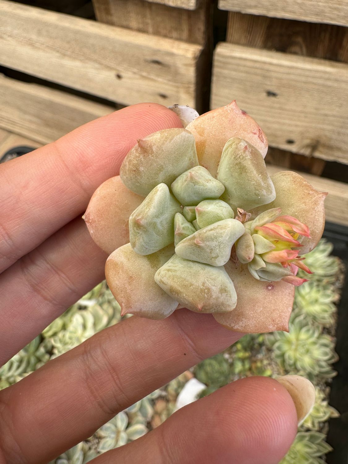 Echeveria Super Milk