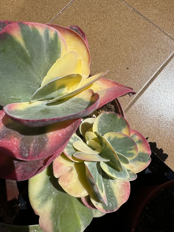 Kalanchoe Thirsyflora variegada