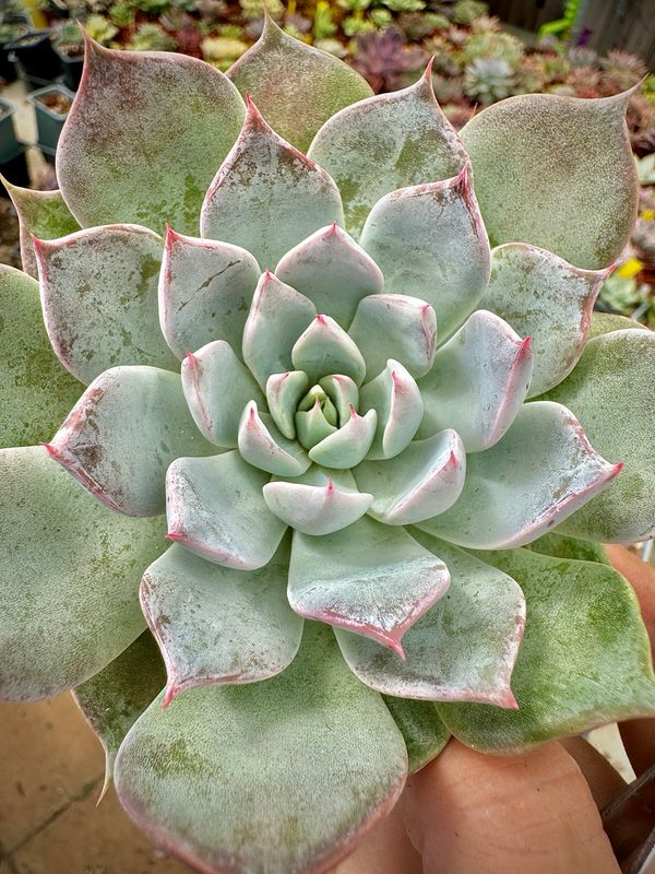 Echeveria Cuspidata Menchaca