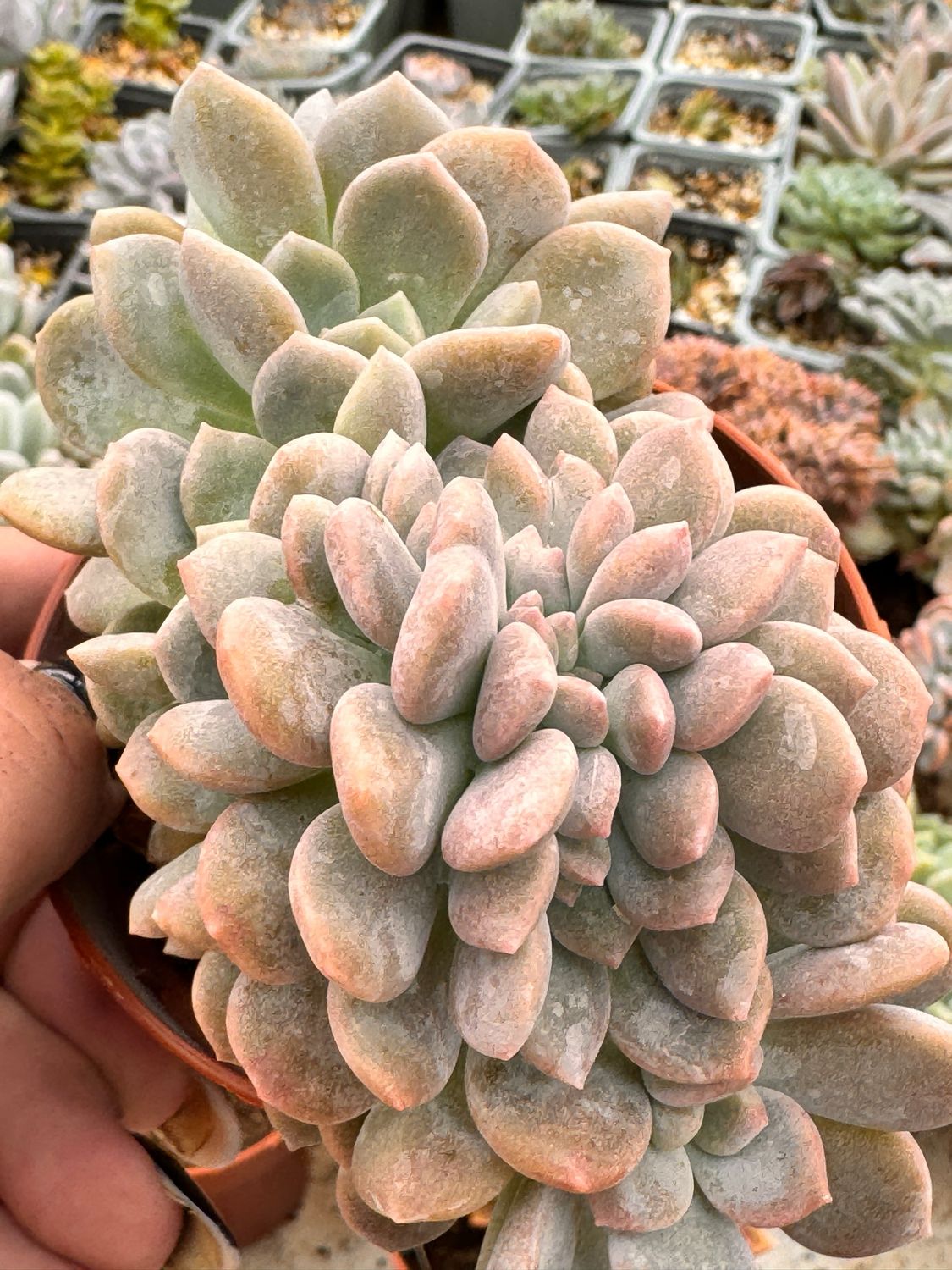 Graptophyria Graine de jour crestada by Christophe Camasell