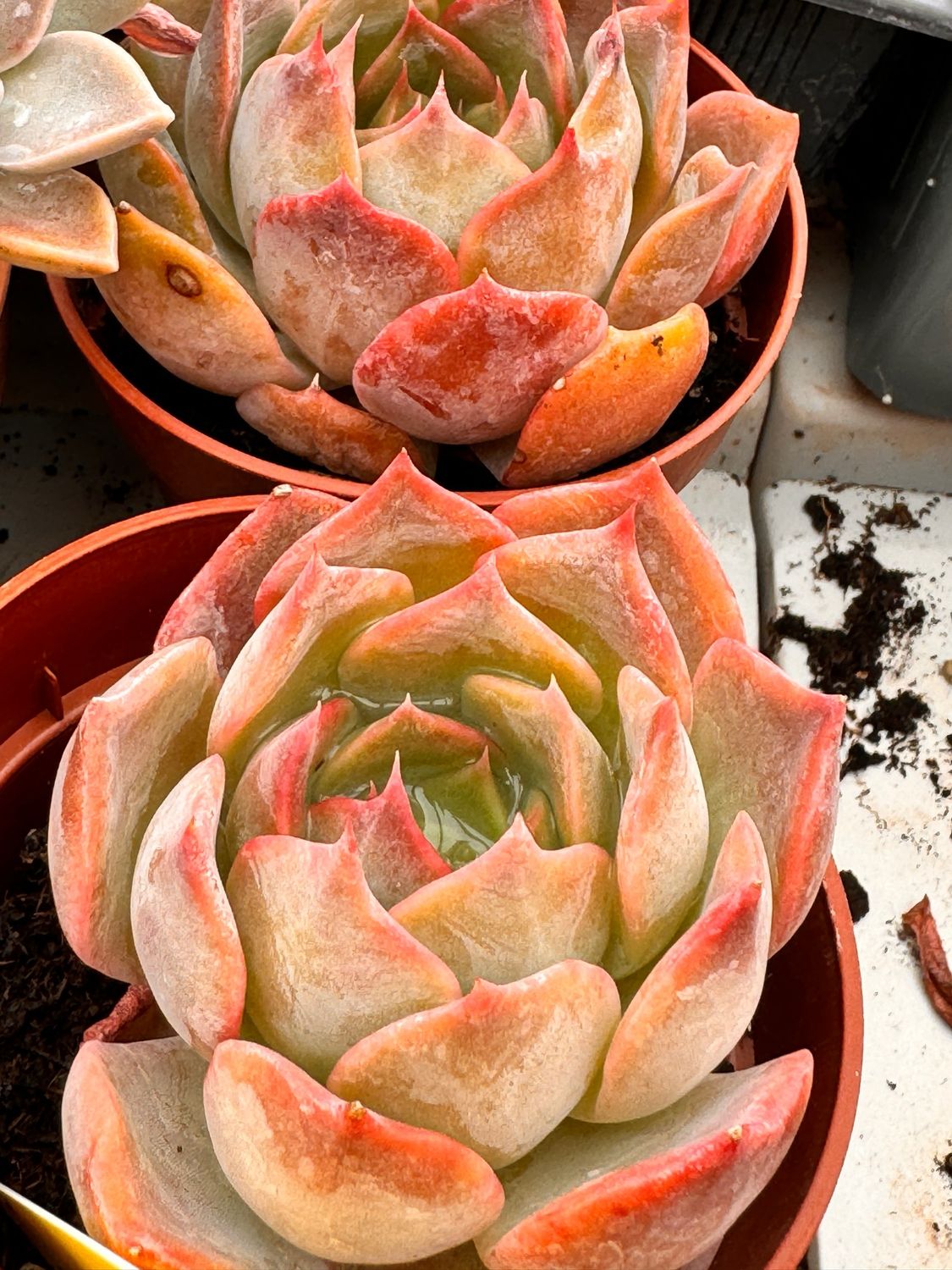 Echeveria Latte Rose