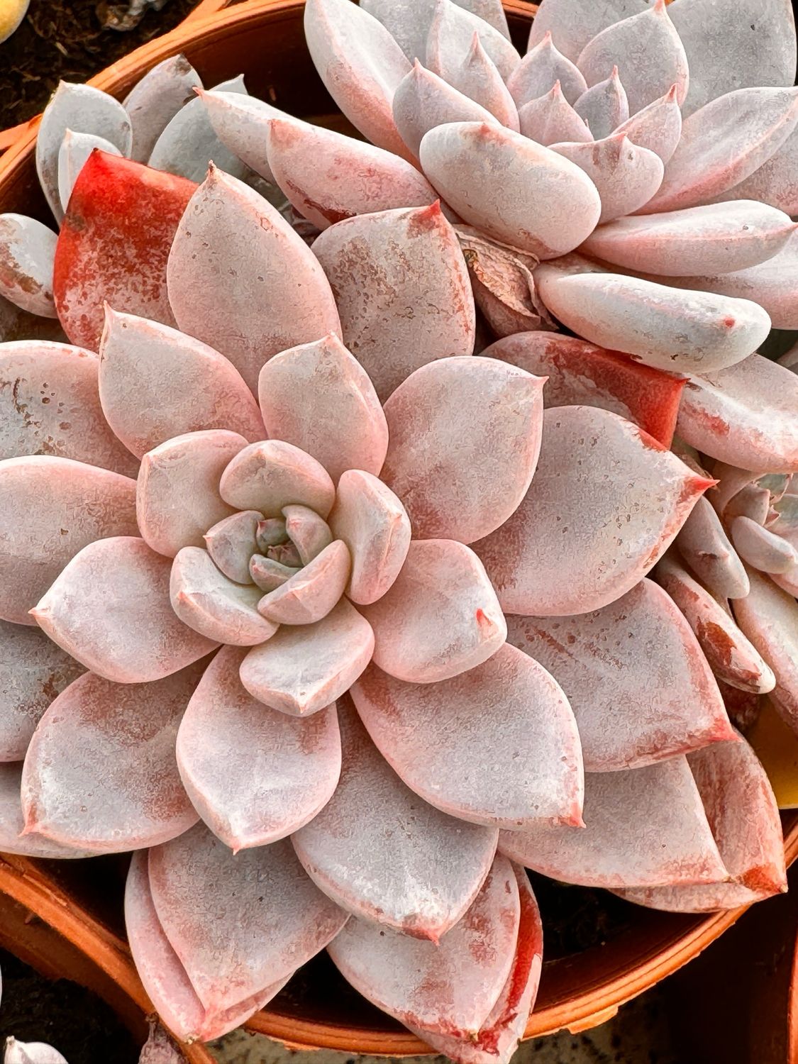 Graptoveria Lulu