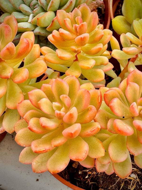 Sedum Joice Tulloch Variegata