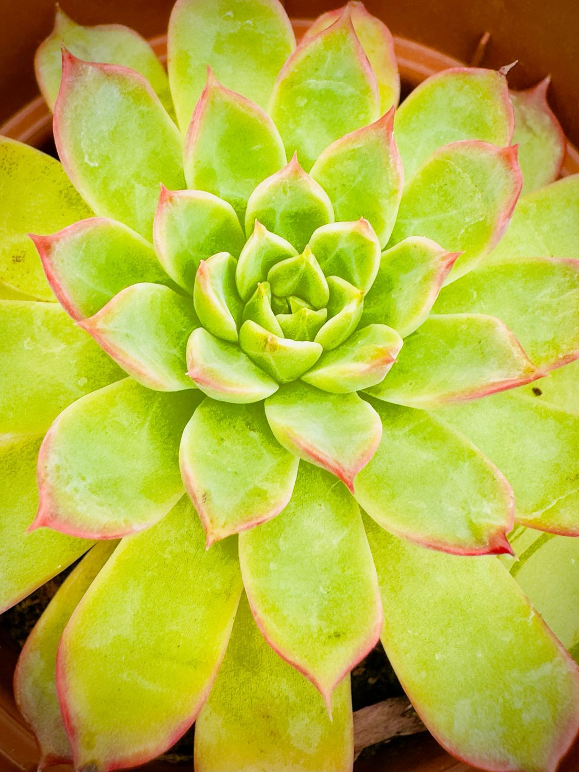 Echeveria Absinthe