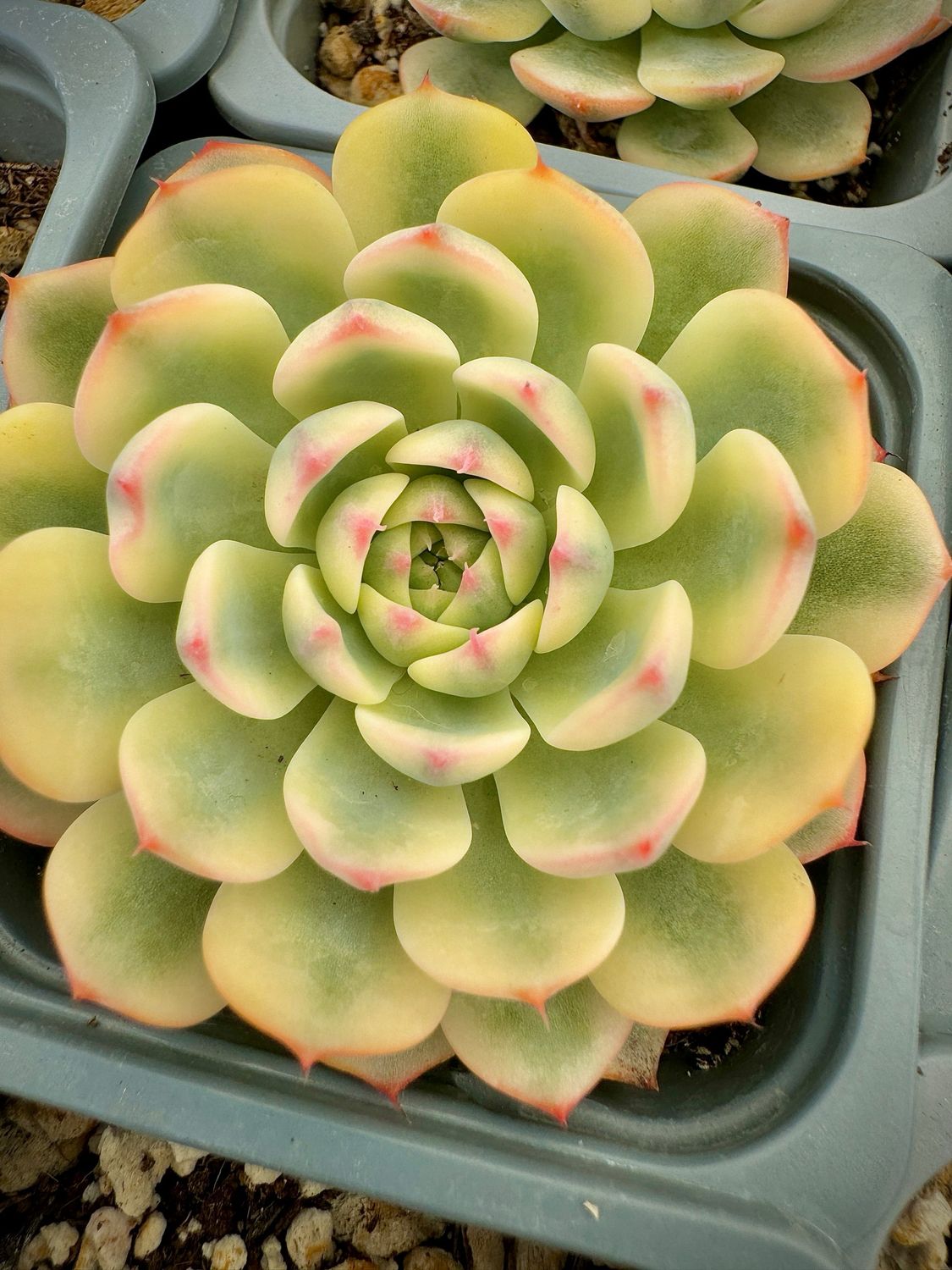 Echeveria Blue Minima Variegada