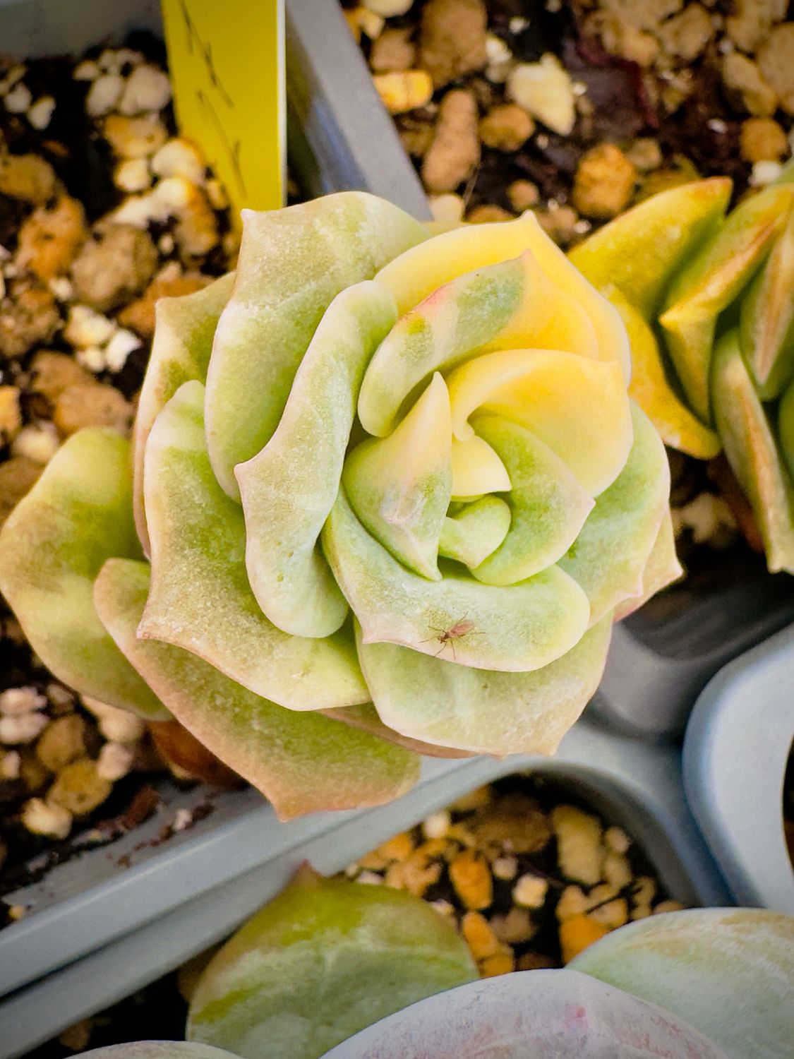 Graptoveria Lobely Rose variegata