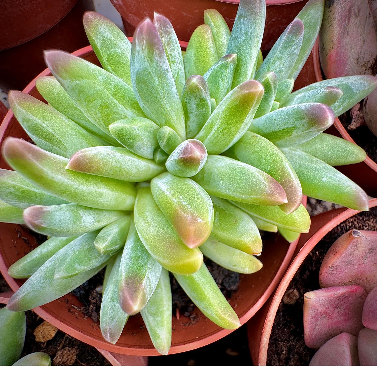 Pachyveria Sunny crestada