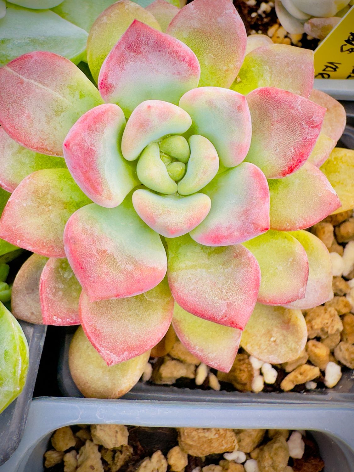 Graptoveria Piebald deer