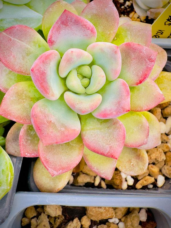 Graptoveria Piebald deer