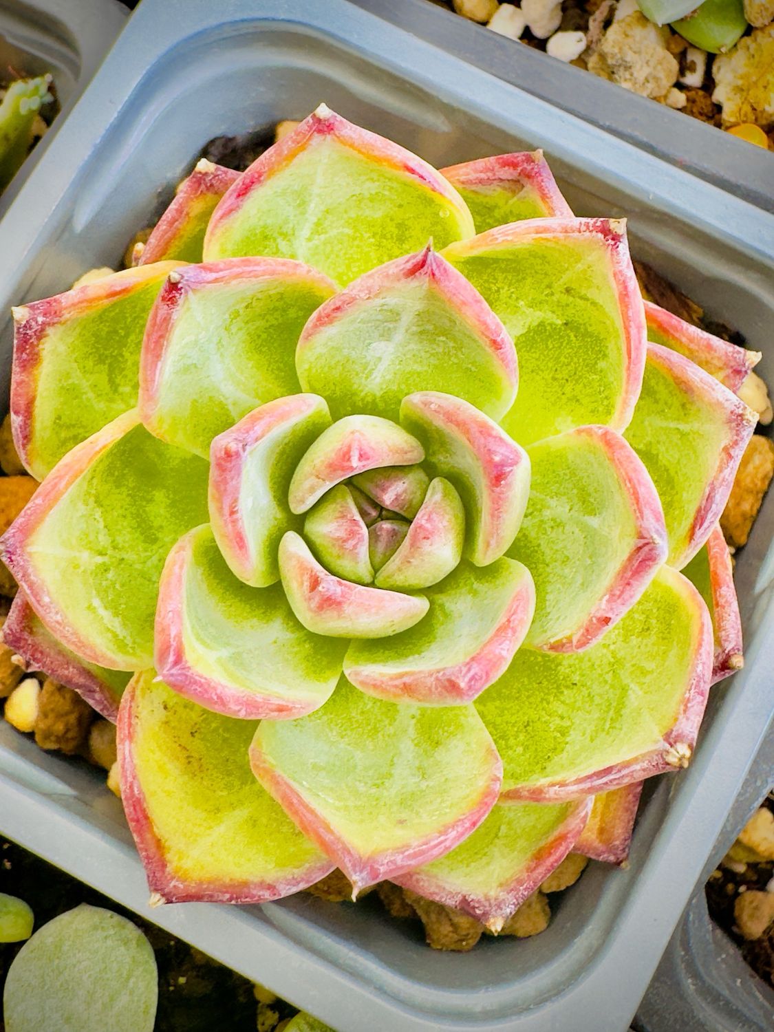 Echeveria Pulledsugar
