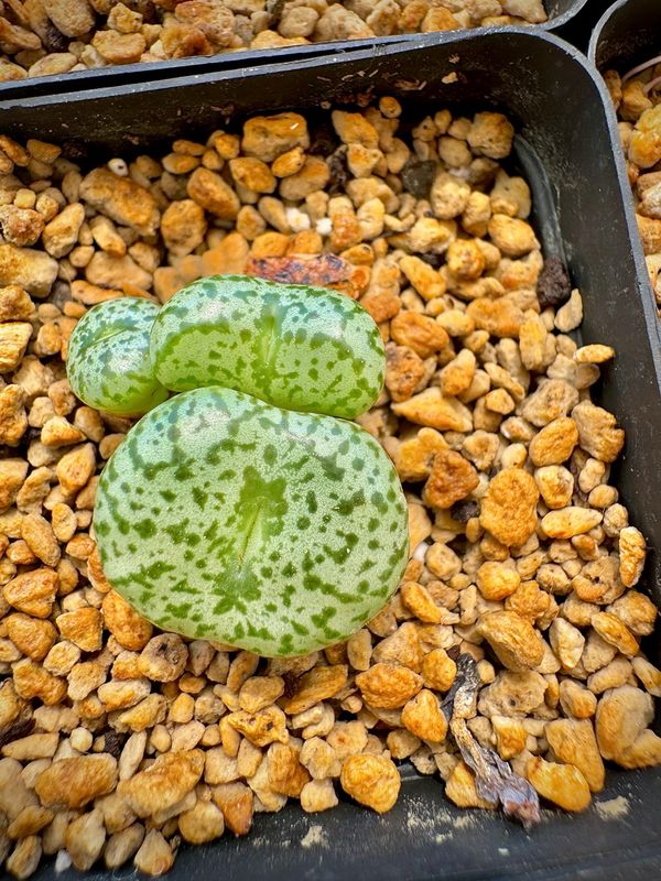 Conophytum Obcordellum