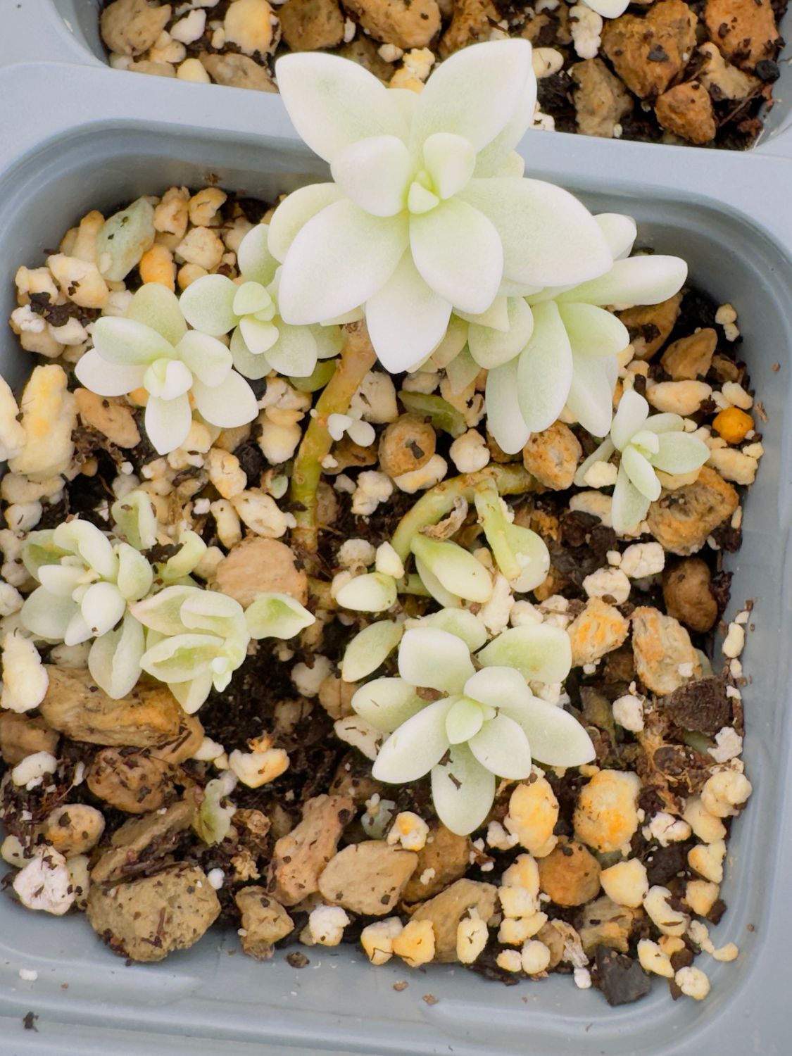 Graptopetalum mirinae variegata