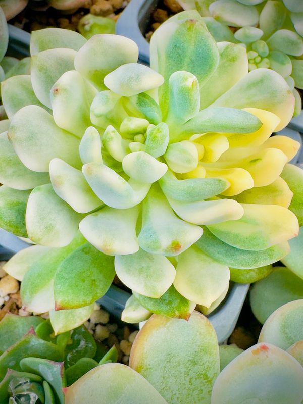 Sedeveria Blue elf variegata