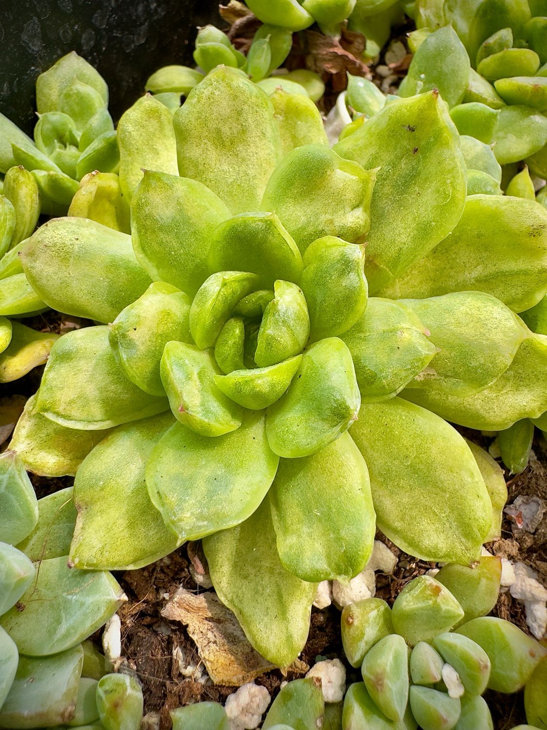 Echeveria Ice Angel monstruosa y variegata