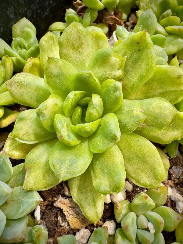 Echeveria Ice Angel monstruosa y variegata