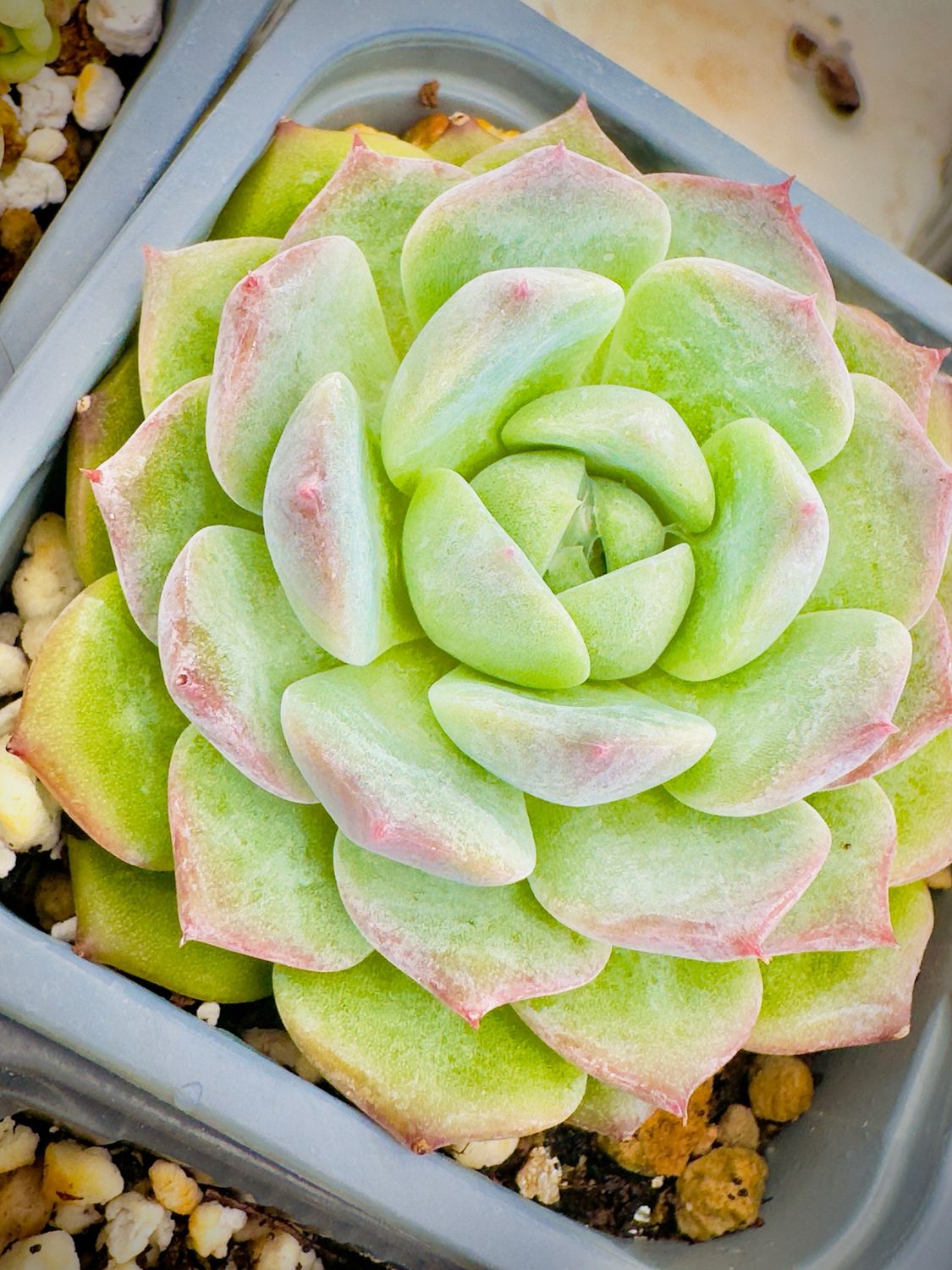 Echeveria Powdery Spots