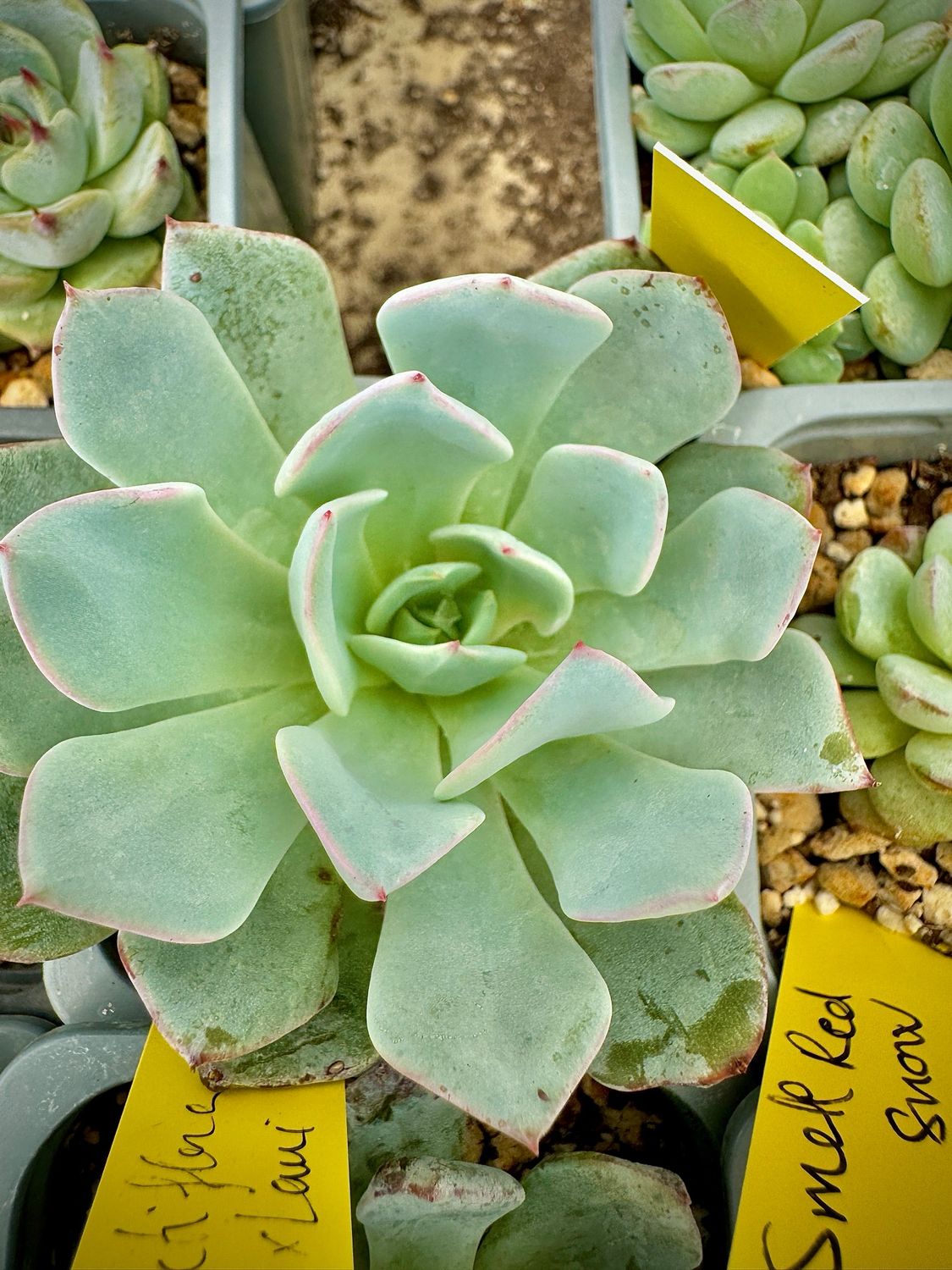 Echeveria Strictiflora x Laui