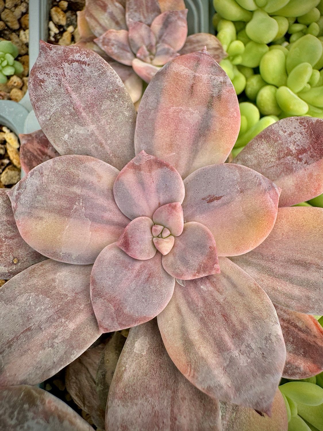 Graptopetalum Superbum Variegata 1
