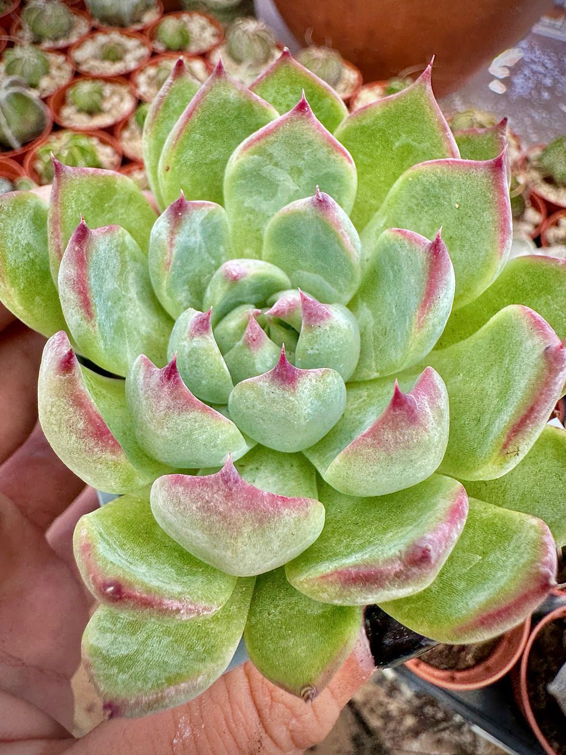 Echeveria Chihuahuensis