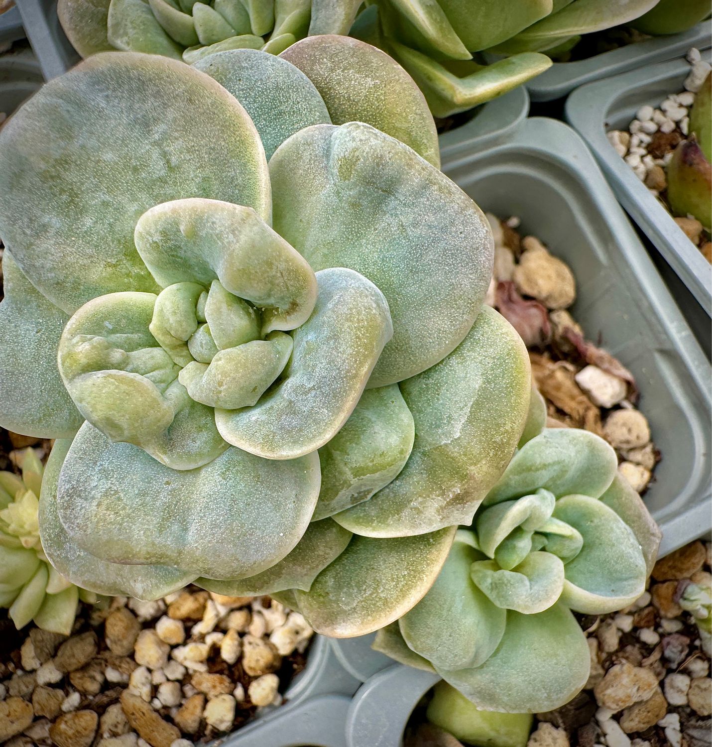 Graptoveria Lovely Rose,cultivar carunculados doble