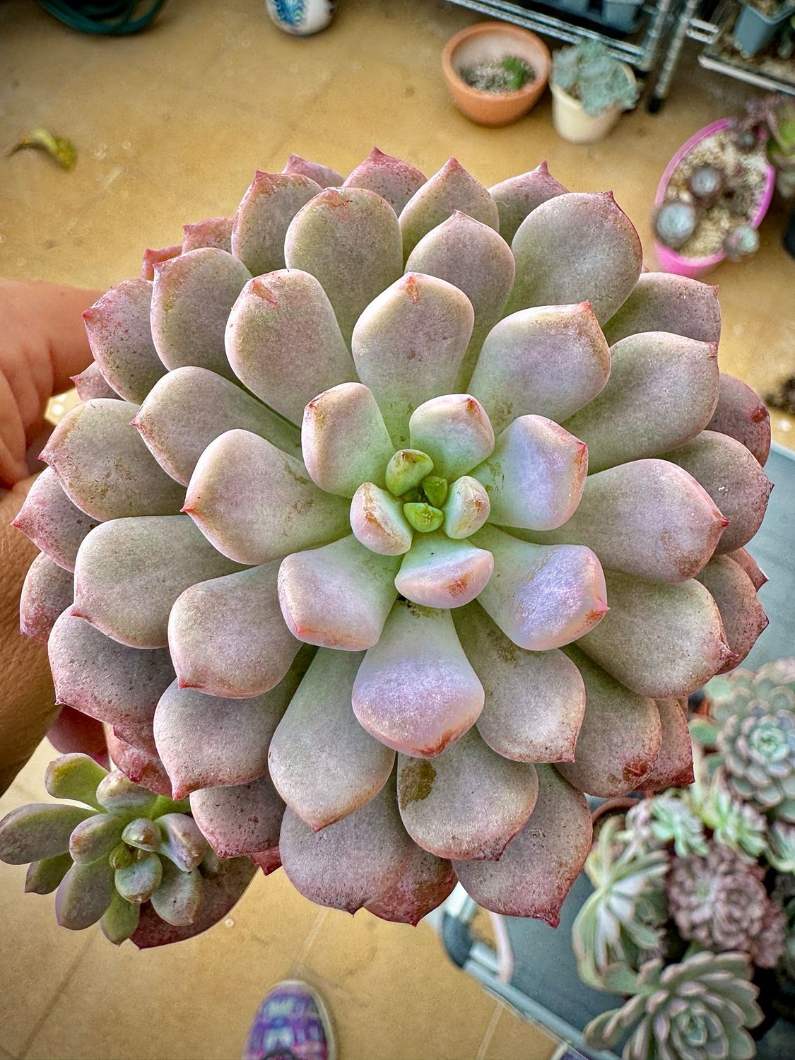 Graptoveria Black Raccoon