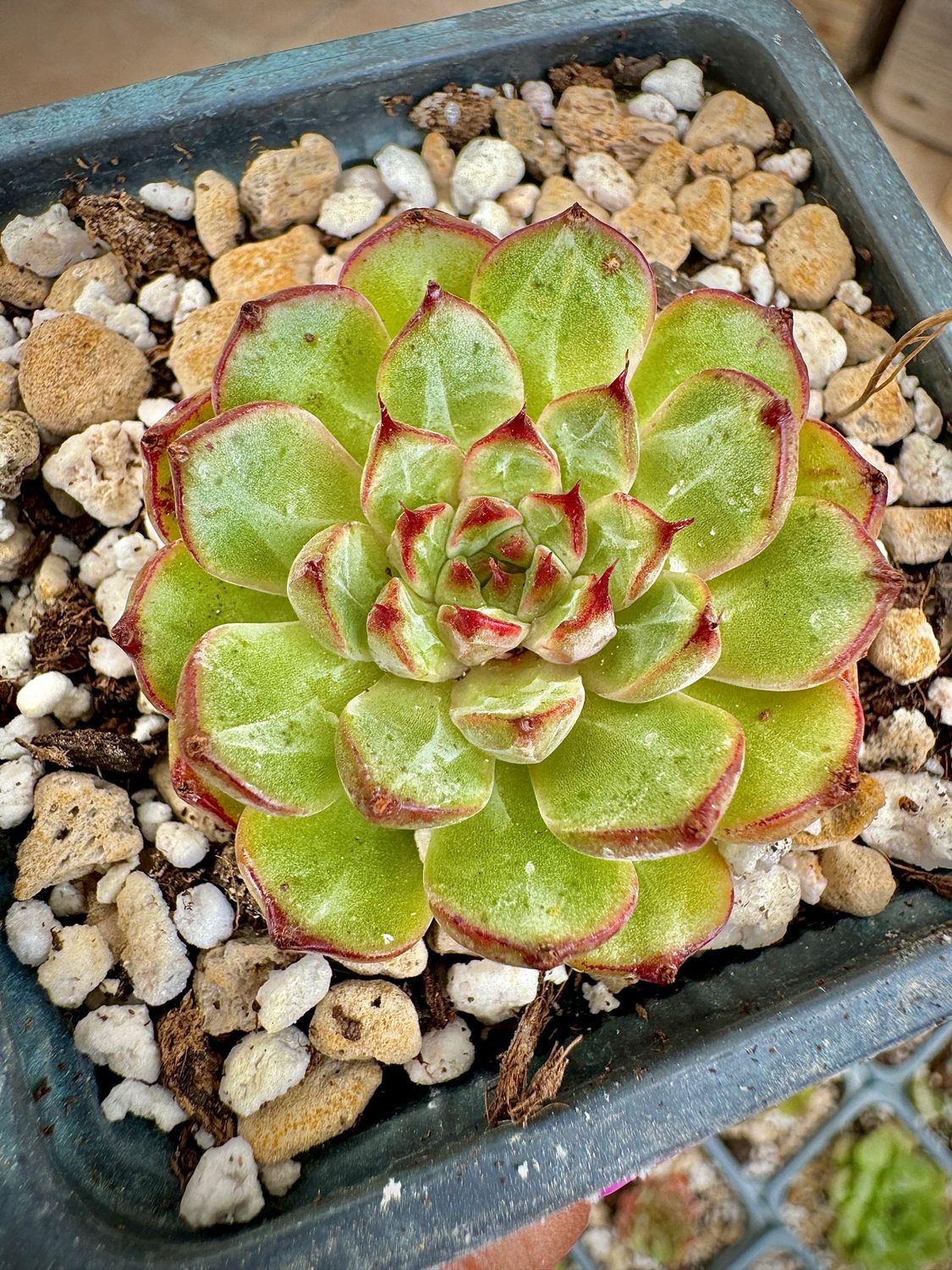 Echeveria Marshmallow