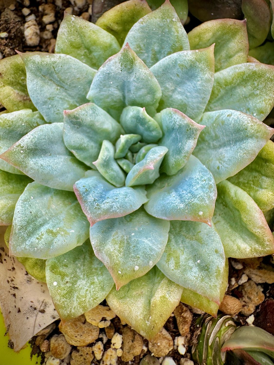 Echeveria Butterfly flying petrificada