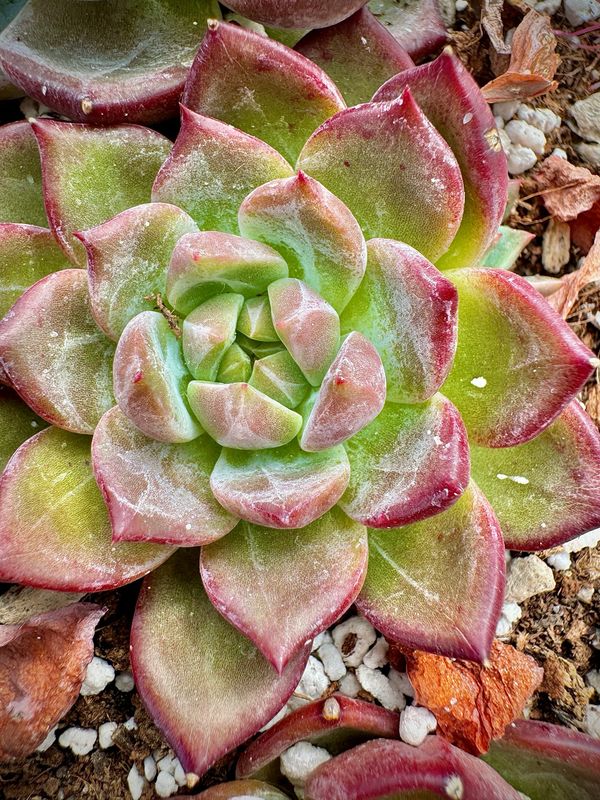 Echeveria Dare Devil Echeveria Dare Devil