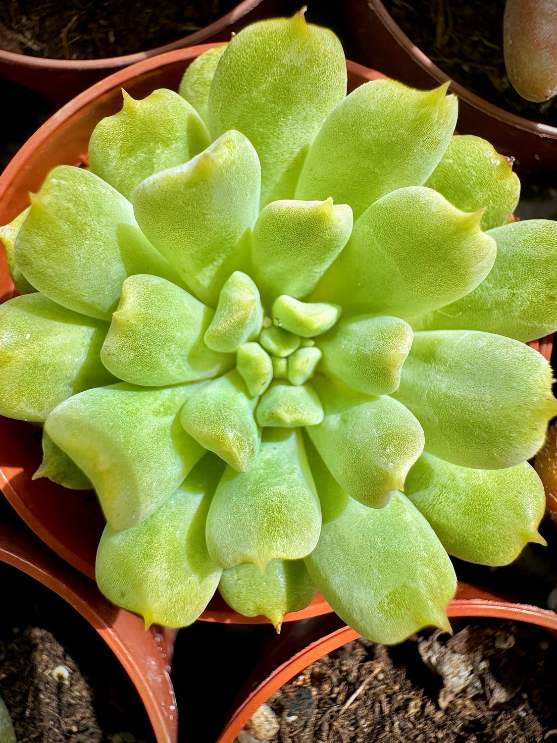 Echeveria Irish Mint