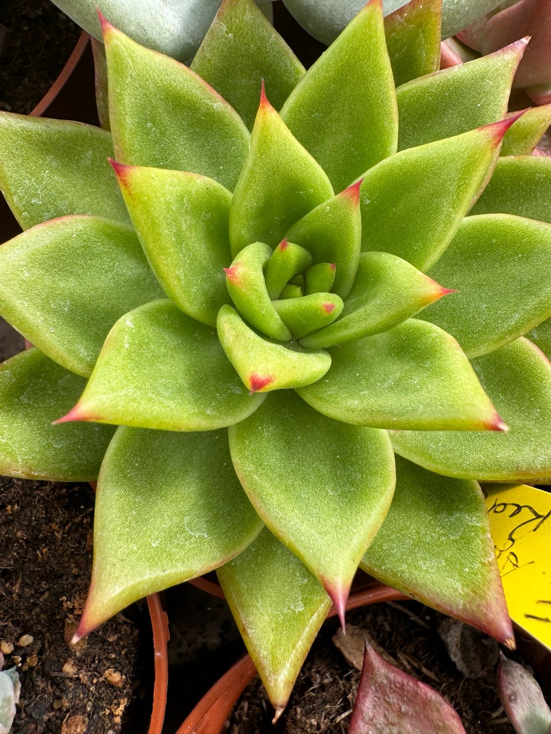 Echeveria Agavoides