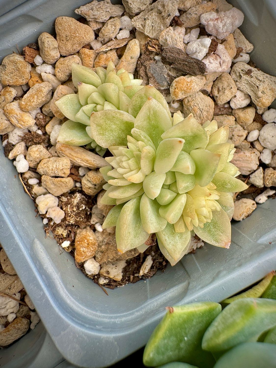 Echeveria Prolífica Variegata