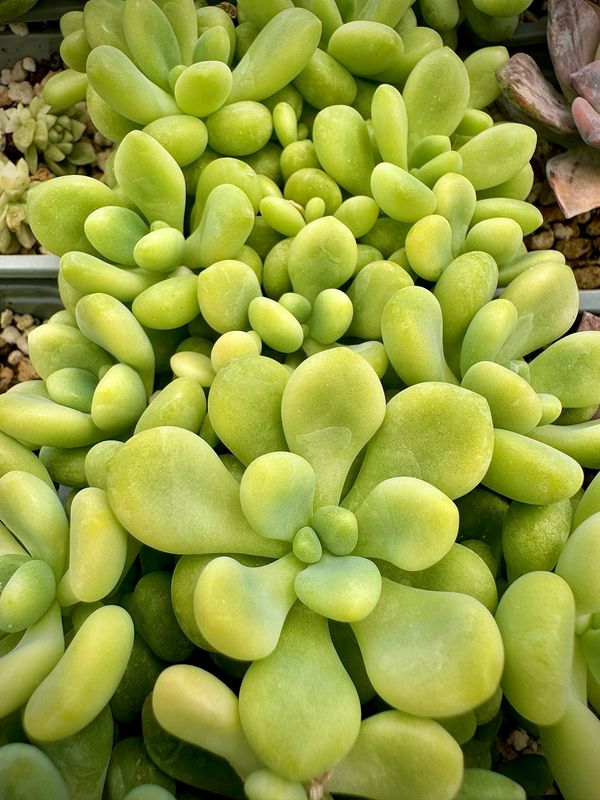Sedum Caviar