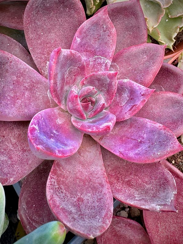 Echeveria Summer Beauty