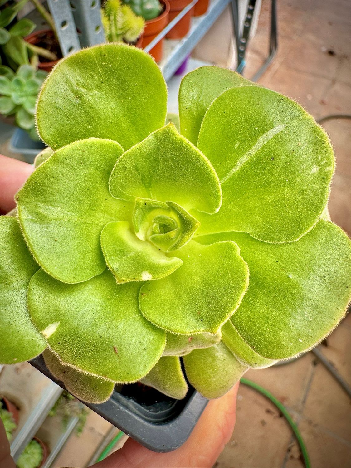 Aeonium Canariense