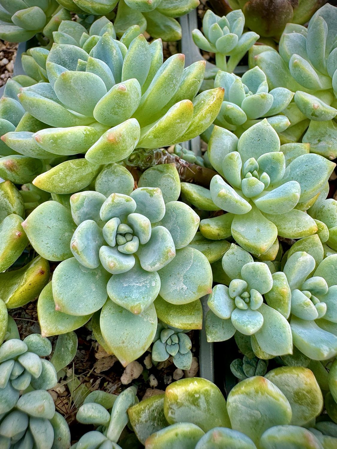 Pachyveria cv Frevel