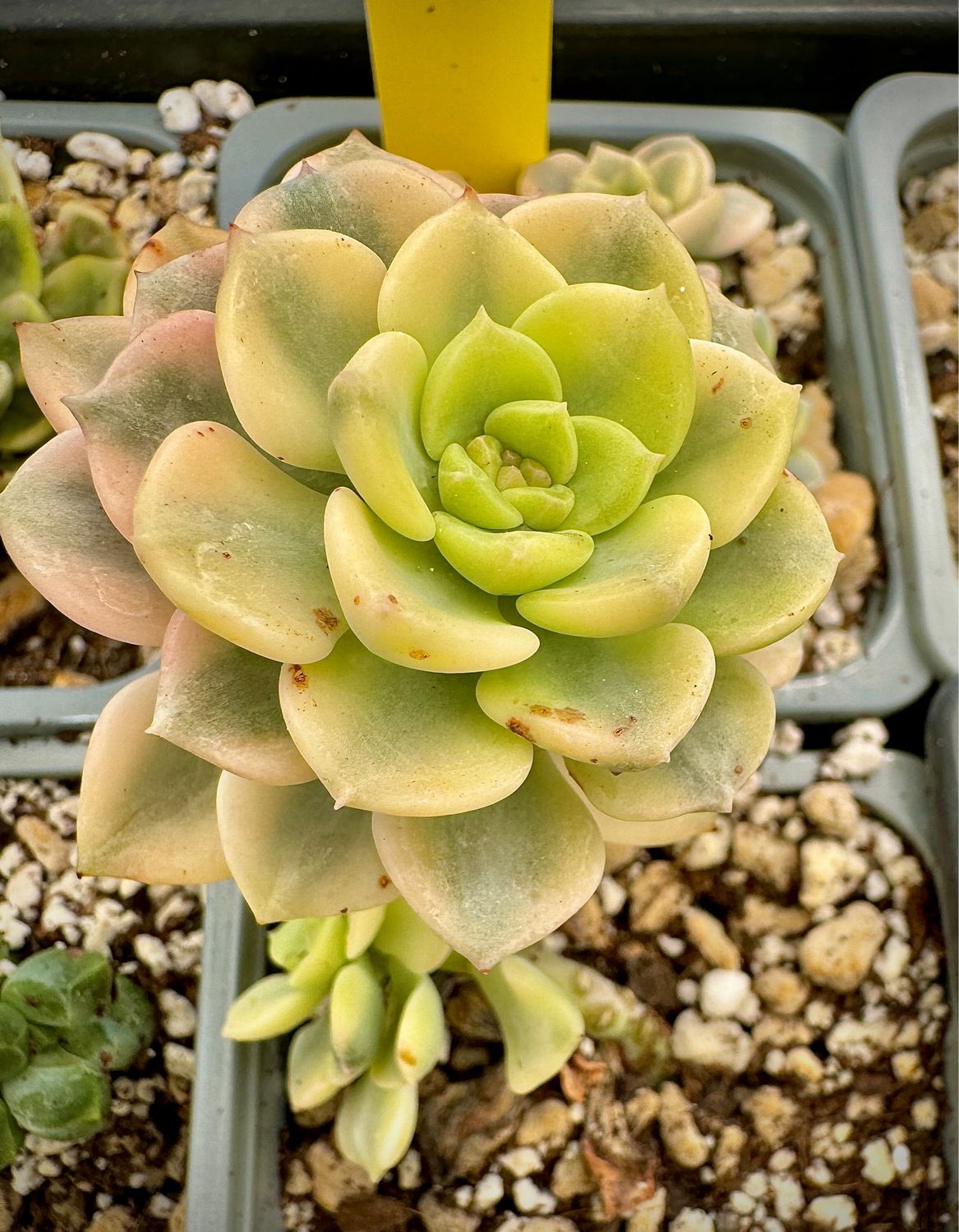 Echeveria Tinkerbell variegata